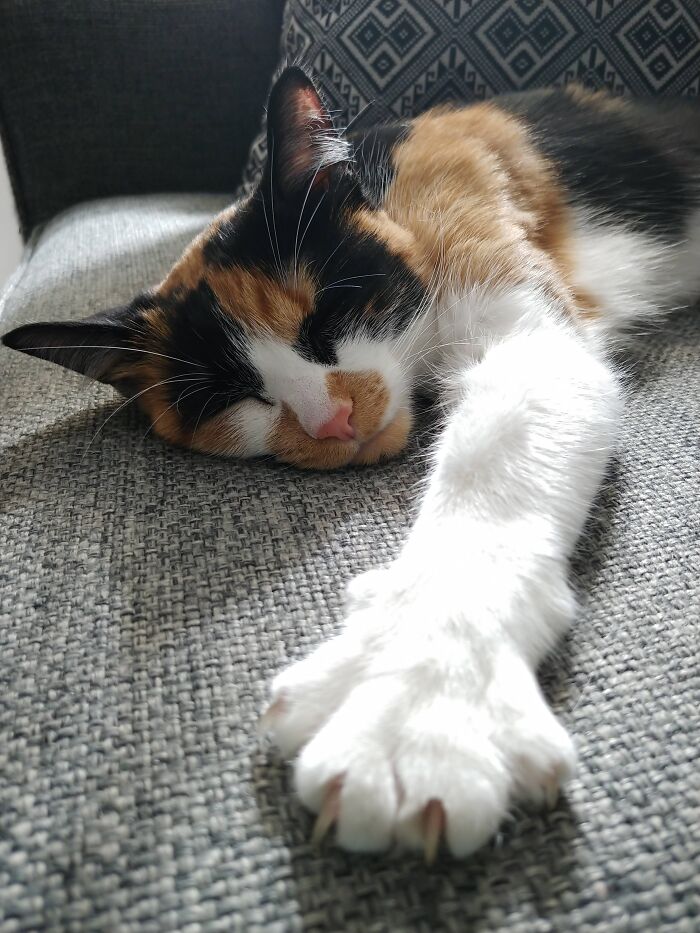 Hey Pandas, Capture A Picture Of Your Pet Sleeping (Closed) Hey Pandas, Capture A Picture Of Your Pet Sleeping (Closed)