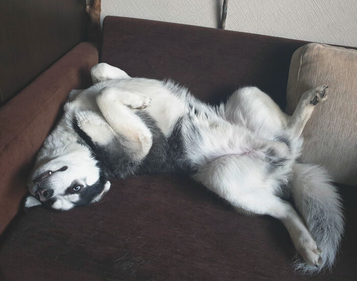 Hey Pandas, Capture A Picture Of Your Pet Sleeping (Closed) Hey Pandas, Capture A Picture Of Your Pet Sleeping (Closed)