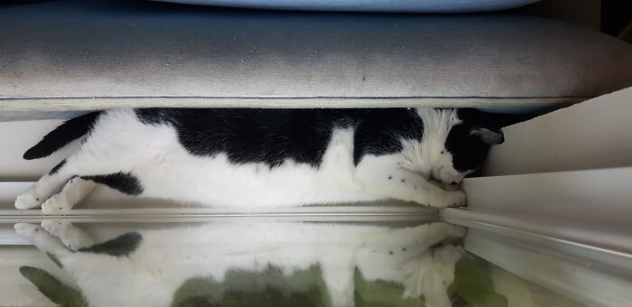 Hey Pandas, Capture A Picture Of Your Pet Sleeping (Closed) Hey Pandas, Capture A Picture Of Your Pet Sleeping (Closed)