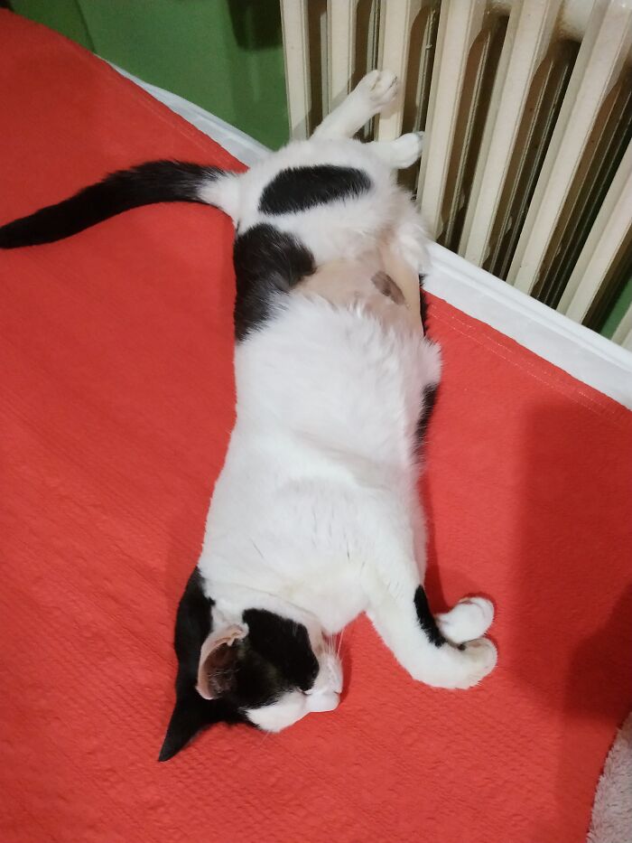 Hey Pandas, Capture A Picture Of Your Pet Sleeping (Closed) Hey Pandas, Capture A Picture Of Your Pet Sleeping (Closed)