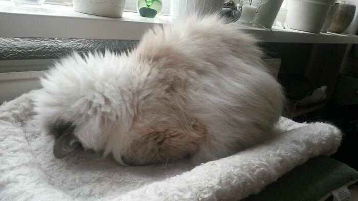 Hey Pandas, Capture A Picture Of Your Pet Sleeping (Closed) Hey Pandas, Capture A Picture Of Your Pet Sleeping (Closed)