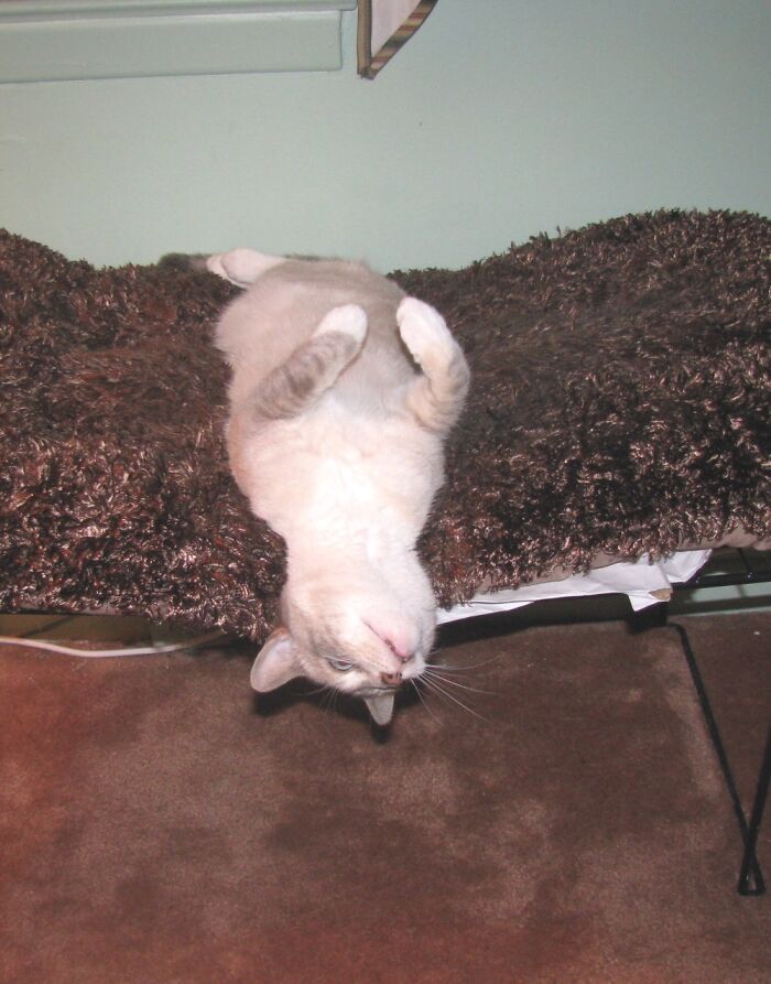 Hey Pandas, Capture A Picture Of Your Pet Sleeping (Closed) Hey Pandas, Capture A Picture Of Your Pet Sleeping (Closed)