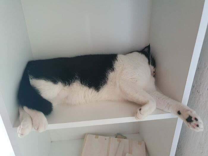 Hey Pandas, Capture A Picture Of Your Pet Sleeping (Closed) Hey Pandas, Capture A Picture Of Your Pet Sleeping (Closed)