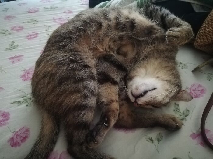 Hey Pandas, Capture A Picture Of Your Pet Sleeping (Closed) Hey Pandas, Capture A Picture Of Your Pet Sleeping (Closed)