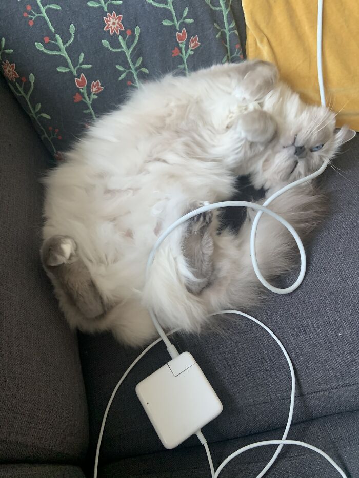 Hey Pandas, Capture A Picture Of Your Pet Sleeping (Closed) Hey Pandas, Capture A Picture Of Your Pet Sleeping (Closed)