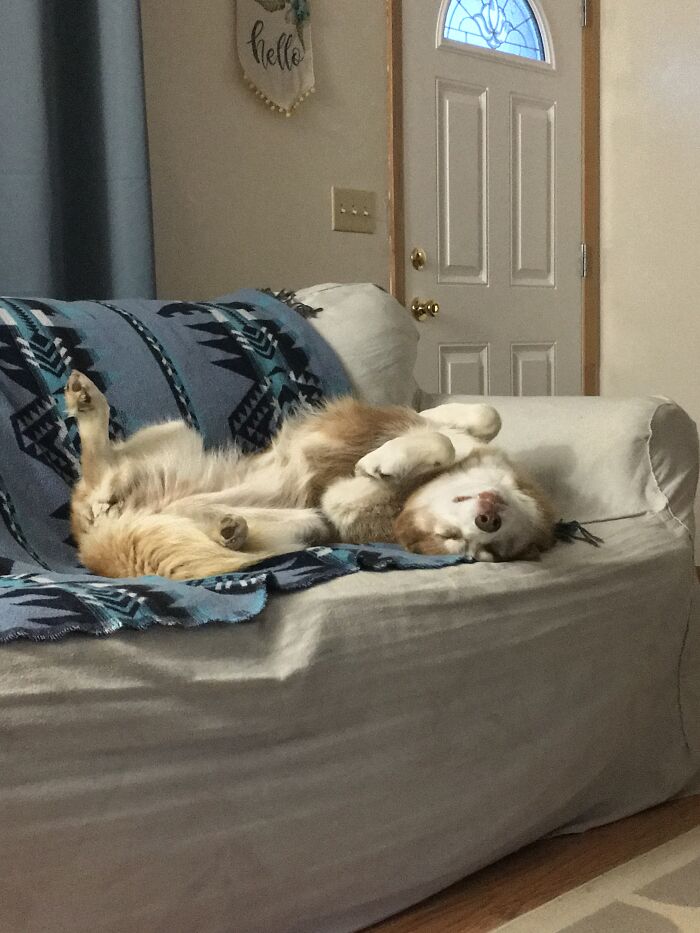 Hey Pandas, Capture A Picture Of Your Pet Sleeping (Closed) Hey Pandas, Capture A Picture Of Your Pet Sleeping (Closed)