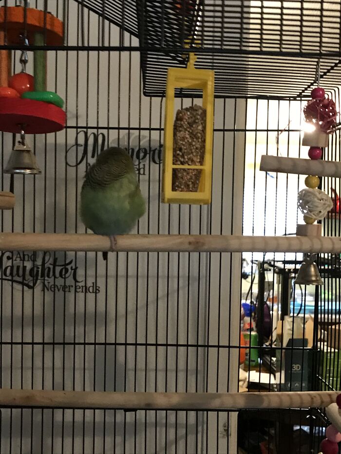 Hey Pandas, Capture A Picture Of Your Pet Sleeping (Closed) Hey Pandas, Capture A Picture Of Your Pet Sleeping (Closed)