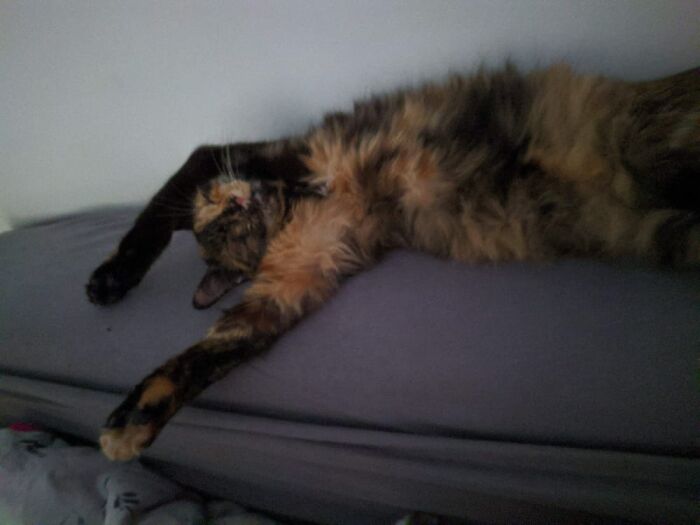 Hey Pandas, Capture A Picture Of Your Pet Sleeping (Closed) Hey Pandas, Capture A Picture Of Your Pet Sleeping (Closed)