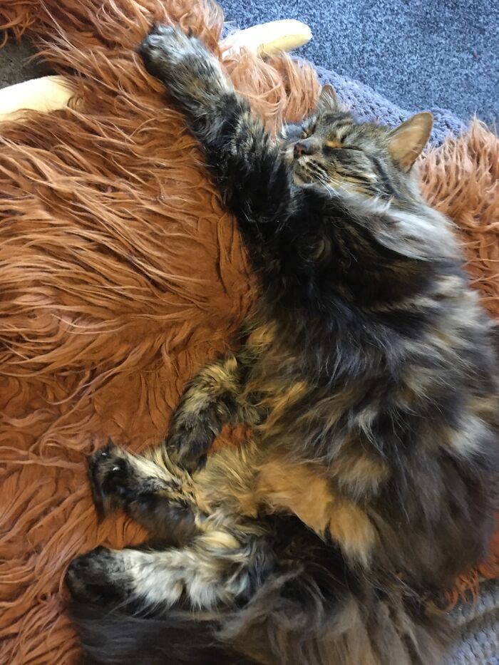 Hey Pandas, Capture A Picture Of Your Pet Sleeping (Closed) Hey Pandas, Capture A Picture Of Your Pet Sleeping (Closed)