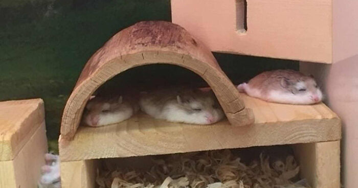 Hey Pandas, Capture A Picture Of Your Pet Sleeping (Closed) Hey Pandas, Capture A Picture Of Your Pet Sleeping (Closed)