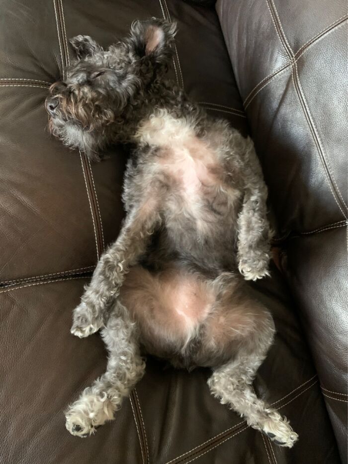 Hey Pandas, Capture A Picture Of Your Pet Sleeping (Closed) Hey Pandas, Capture A Picture Of Your Pet Sleeping (Closed)