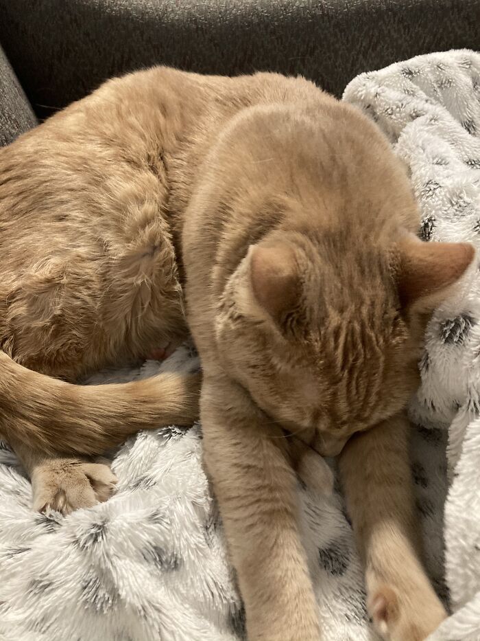 Hey Pandas, Capture A Picture Of Your Pet Sleeping (Closed) Hey Pandas, Capture A Picture Of Your Pet Sleeping (Closed)