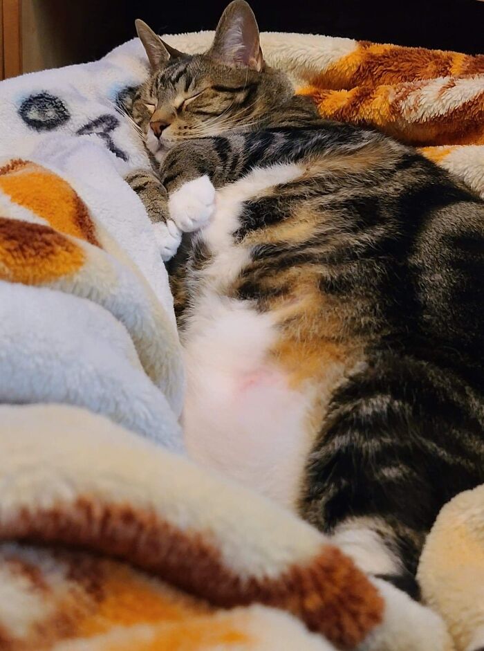 Hey Pandas, Capture A Picture Of Your Pet Sleeping (Closed) Hey Pandas, Capture A Picture Of Your Pet Sleeping (Closed)