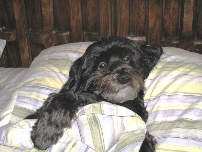 Hey Pandas, Capture A Picture Of Your Pet Sleeping (Closed) Hey Pandas, Capture A Picture Of Your Pet Sleeping (Closed)