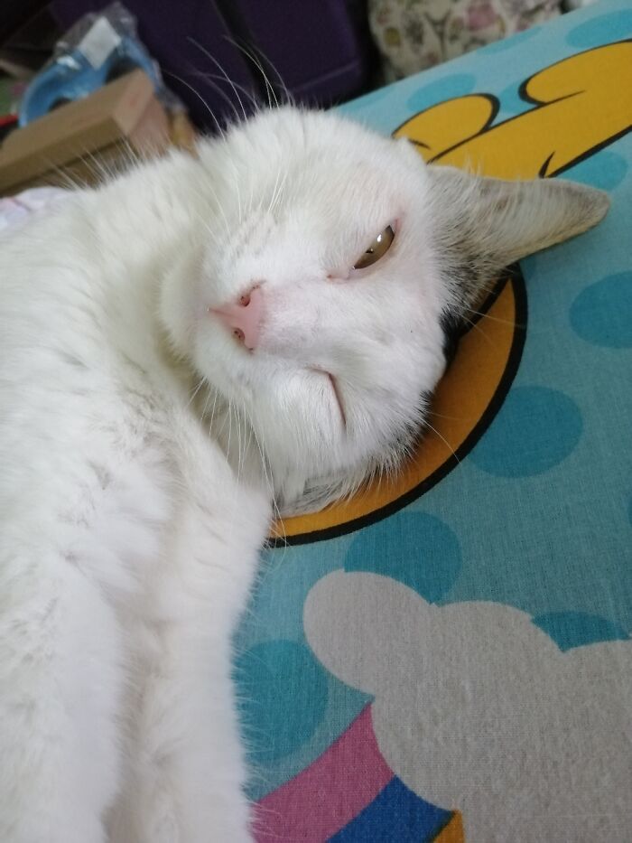 Hey Pandas, Capture A Picture Of Your Pet Sleeping (Closed) Hey Pandas, Capture A Picture Of Your Pet Sleeping (Closed)