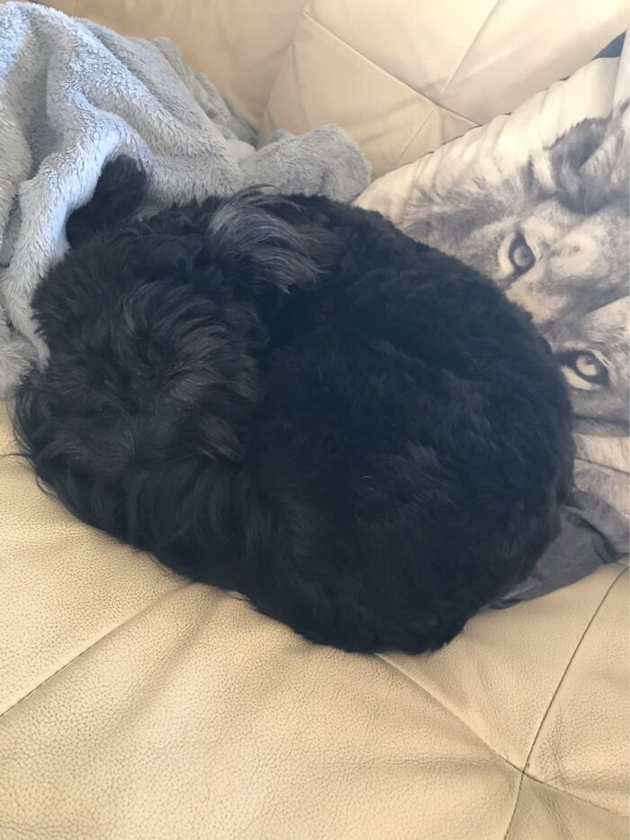 Hey Pandas, Capture A Picture Of Your Pet Sleeping (Closed) Hey Pandas, Capture A Picture Of Your Pet Sleeping (Closed)