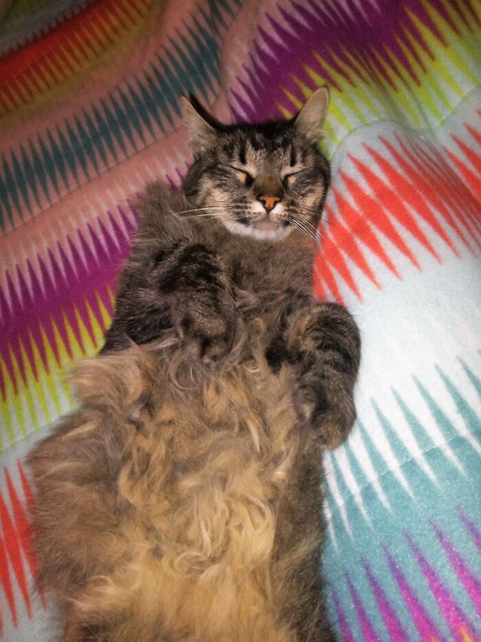 Hey Pandas, Capture A Picture Of Your Pet Sleeping (Closed) Hey Pandas, Capture A Picture Of Your Pet Sleeping (Closed)