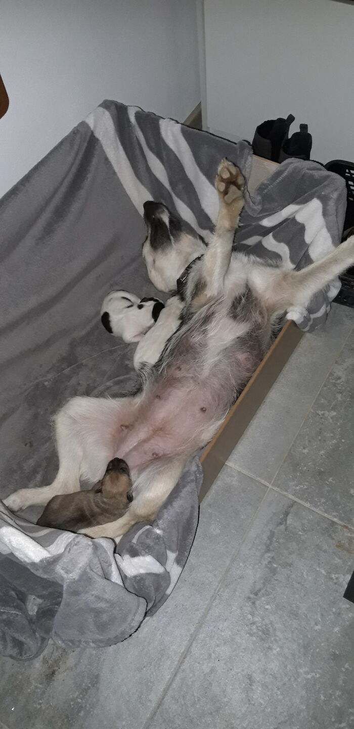 Hey Pandas, Capture A Picture Of Your Pet Sleeping (Closed) Hey Pandas, Capture A Picture Of Your Pet Sleeping (Closed)