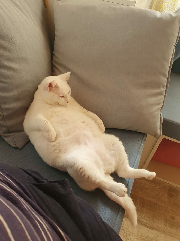 Hey Pandas, Capture A Picture Of Your Pet Sleeping (Closed) Hey Pandas, Capture A Picture Of Your Pet Sleeping (Closed)