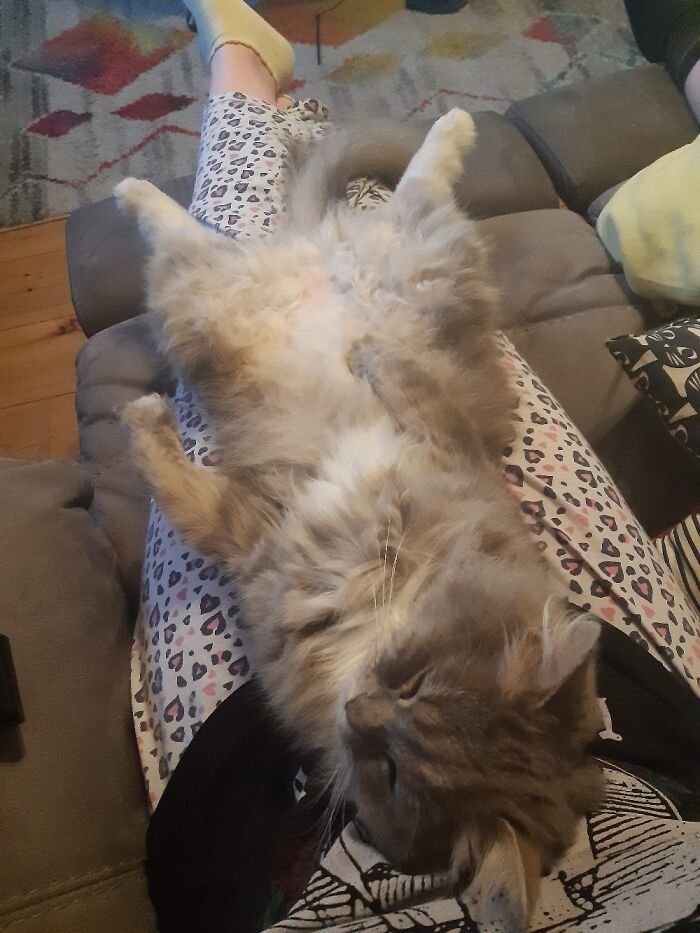 Hey Pandas, Capture A Picture Of Your Pet Sleeping (Closed) Hey Pandas, Capture A Picture Of Your Pet Sleeping (Closed)