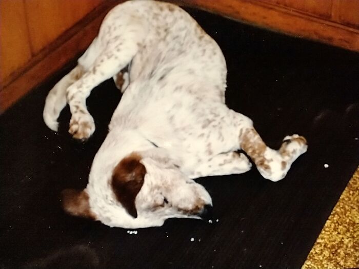 Hey Pandas, Capture A Picture Of Your Pet Sleeping (Closed) Hey Pandas, Capture A Picture Of Your Pet Sleeping (Closed)