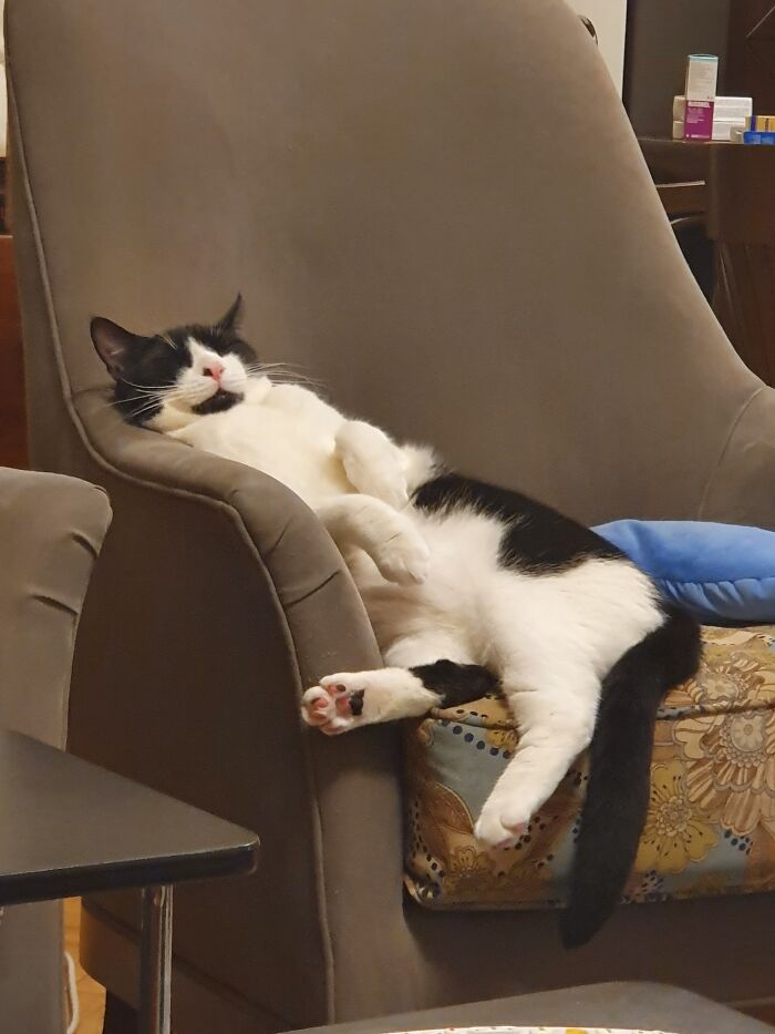 Hey Pandas, Capture A Picture Of Your Pet Sleeping (Closed) Hey Pandas, Capture A Picture Of Your Pet Sleeping (Closed)