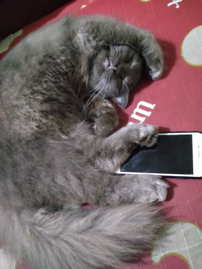 Hey Pandas, Capture A Picture Of Your Pet Sleeping (Closed) Hey Pandas, Capture A Picture Of Your Pet Sleeping (Closed)