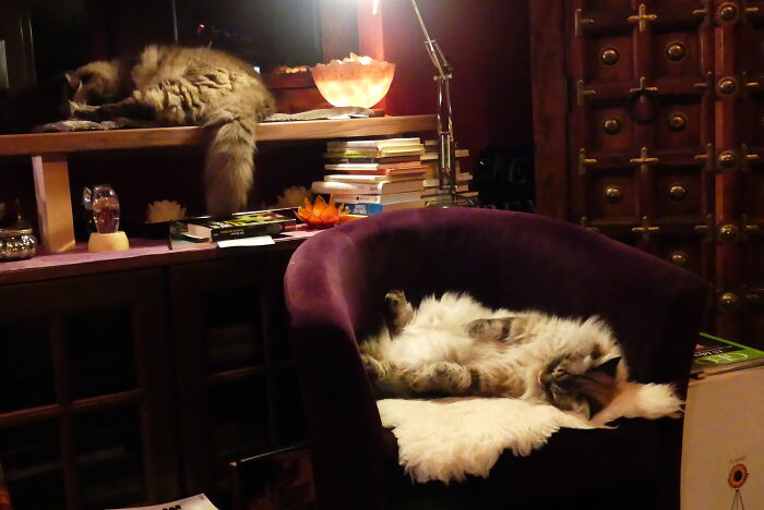 Hey Pandas, Capture A Picture Of Your Pet Sleeping (Closed) Hey Pandas, Capture A Picture Of Your Pet Sleeping (Closed)