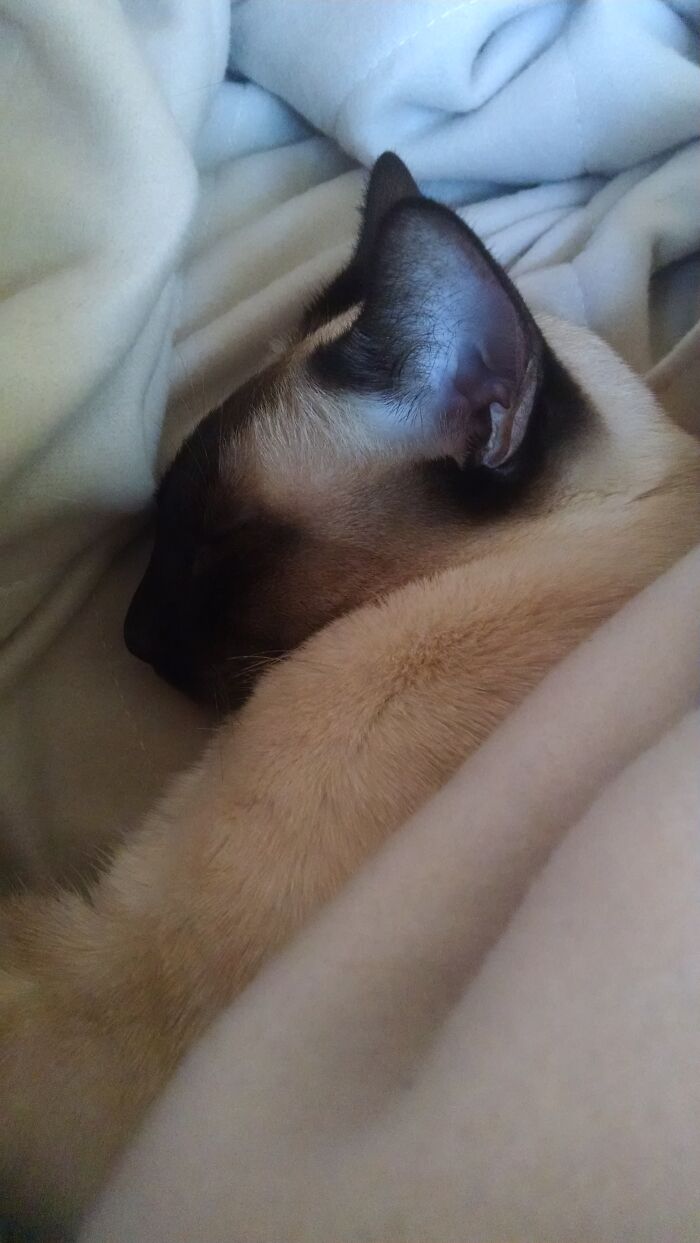 Hey Pandas, Capture A Picture Of Your Pet Sleeping (Closed) Hey Pandas, Capture A Picture Of Your Pet Sleeping (Closed)