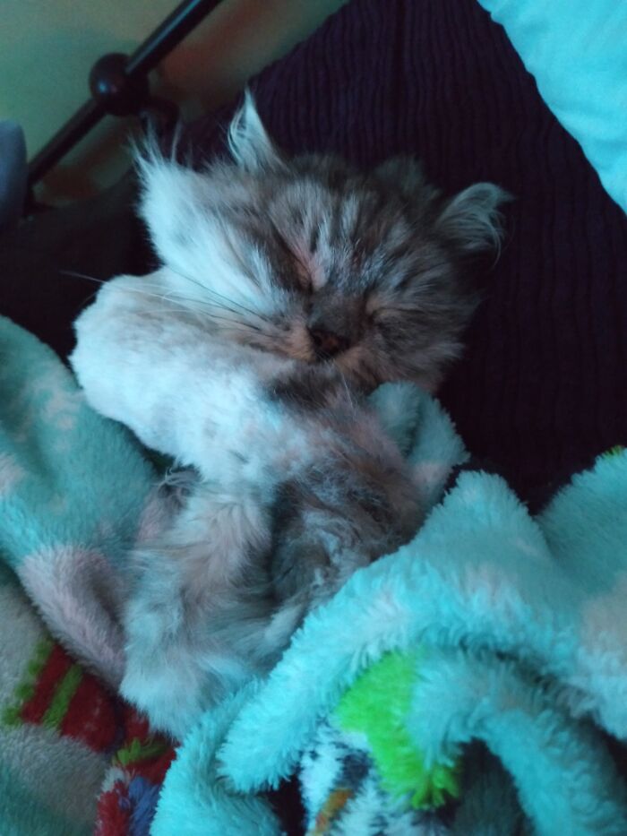 Hey Pandas, Capture A Picture Of Your Pet Sleeping (Closed) Hey Pandas, Capture A Picture Of Your Pet Sleeping (Closed)