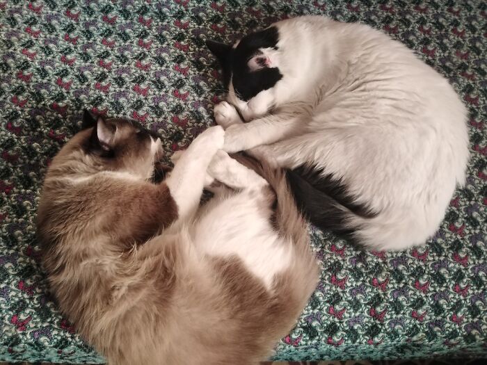 Hey Pandas, Capture A Picture Of Your Pet Sleeping (Closed) Hey Pandas, Capture A Picture Of Your Pet Sleeping (Closed)