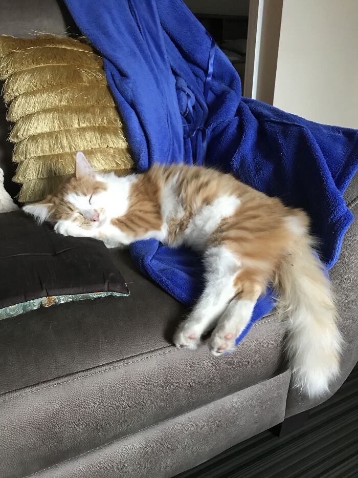 Hey Pandas, Capture A Picture Of Your Pet Sleeping (Closed) Hey Pandas, Capture A Picture Of Your Pet Sleeping (Closed)