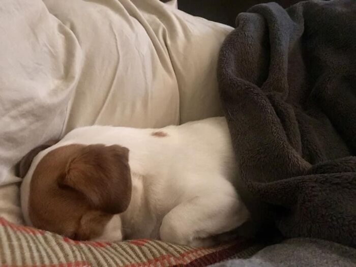 Hey Pandas, Capture A Picture Of Your Pet Sleeping (Closed) Hey Pandas, Capture A Picture Of Your Pet Sleeping (Closed)