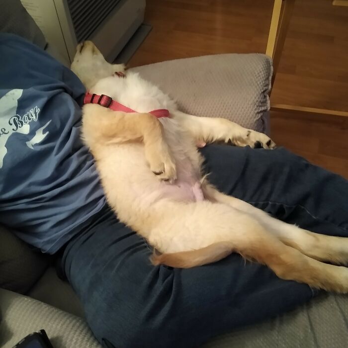 Hey Pandas, Capture A Picture Of Your Pet Sleeping (Closed) Hey Pandas, Capture A Picture Of Your Pet Sleeping (Closed)