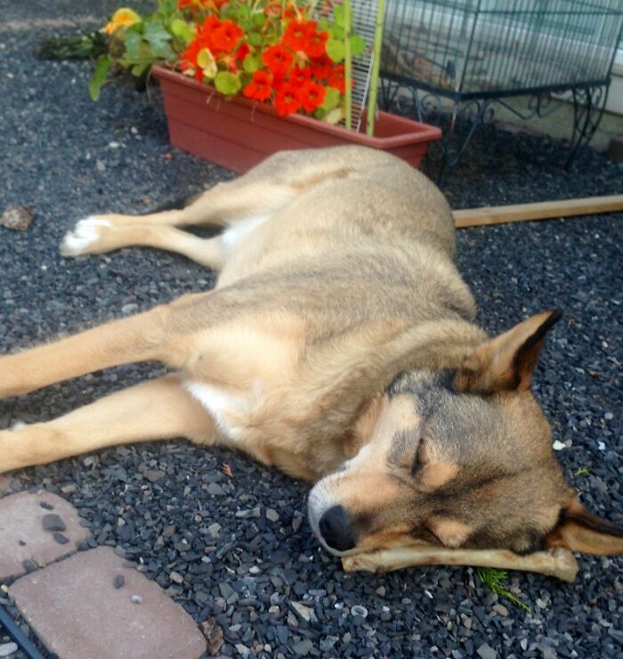 Hey Pandas, Capture A Picture Of Your Pet Sleeping (Closed) Hey Pandas, Capture A Picture Of Your Pet Sleeping (Closed)