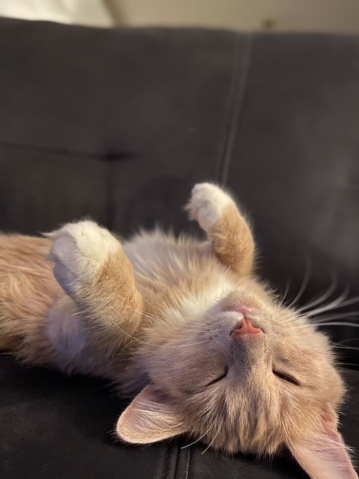 Hey Pandas, Capture A Picture Of Your Pet Sleeping (Closed) Hey Pandas, Capture A Picture Of Your Pet Sleeping (Closed)