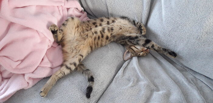 Hey Pandas, Capture A Picture Of Your Pet Sleeping (Closed) Hey Pandas, Capture A Picture Of Your Pet Sleeping (Closed)