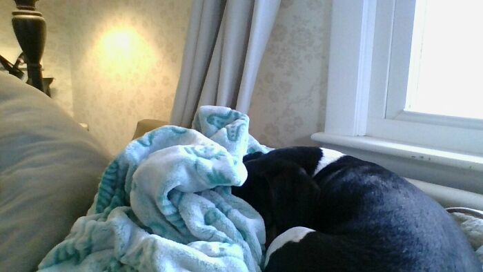 Hey Pandas, Capture A Picture Of Your Pet Sleeping (Closed) Hey Pandas, Capture A Picture Of Your Pet Sleeping (Closed)