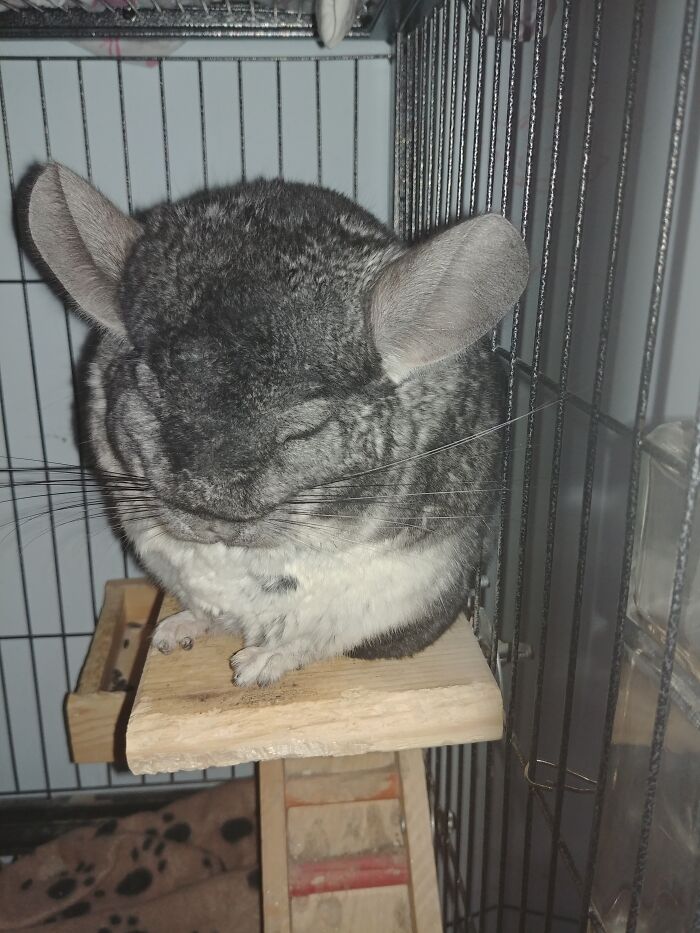 Hey Pandas, Capture A Picture Of Your Pet Sleeping (Closed) Hey Pandas, Capture A Picture Of Your Pet Sleeping (Closed)