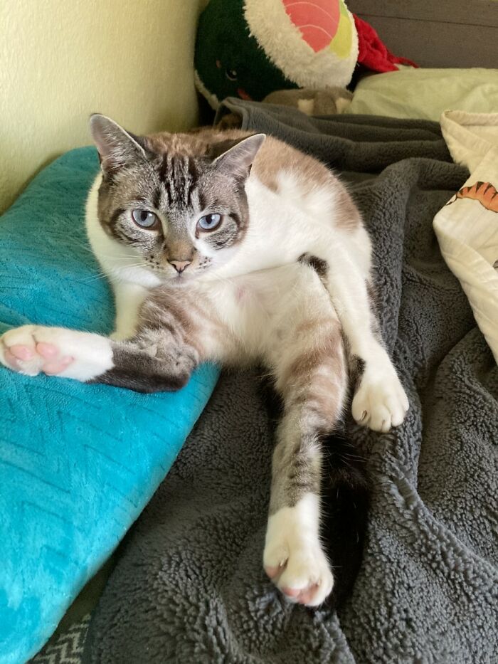 Hey Pandas, Capture A Picture Of Your Pet Sleeping (Closed)