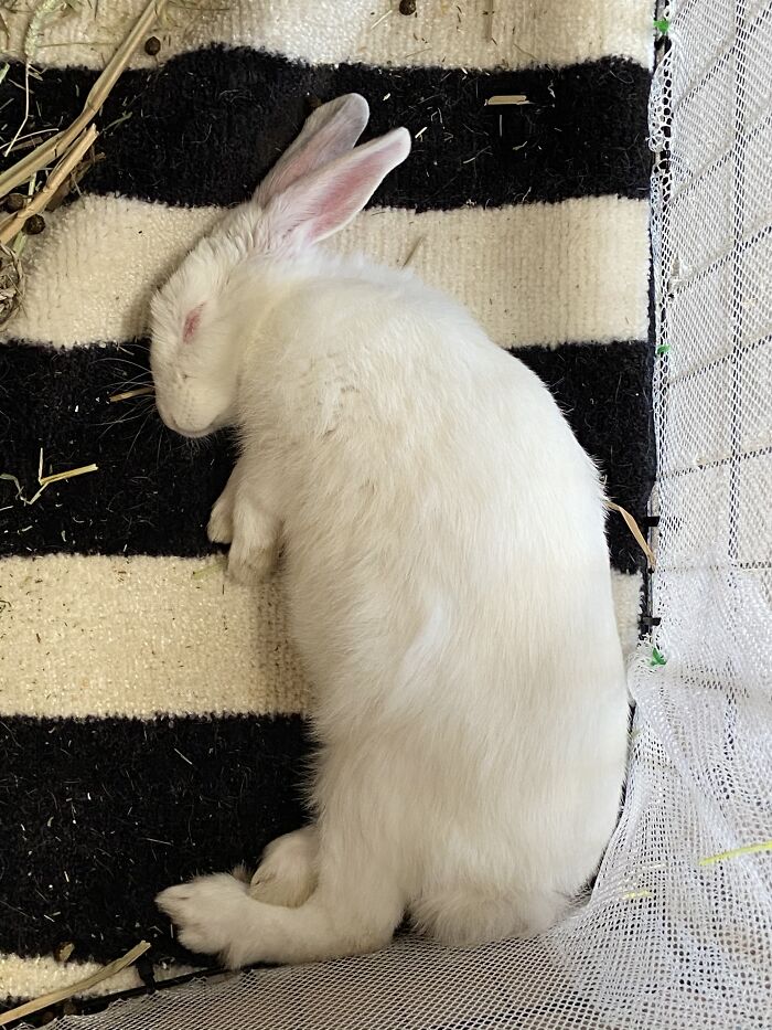 Hey Pandas, Capture A Picture Of Your Pet Sleeping (Closed) Hey Pandas, Capture A Picture Of Your Pet Sleeping (Closed)