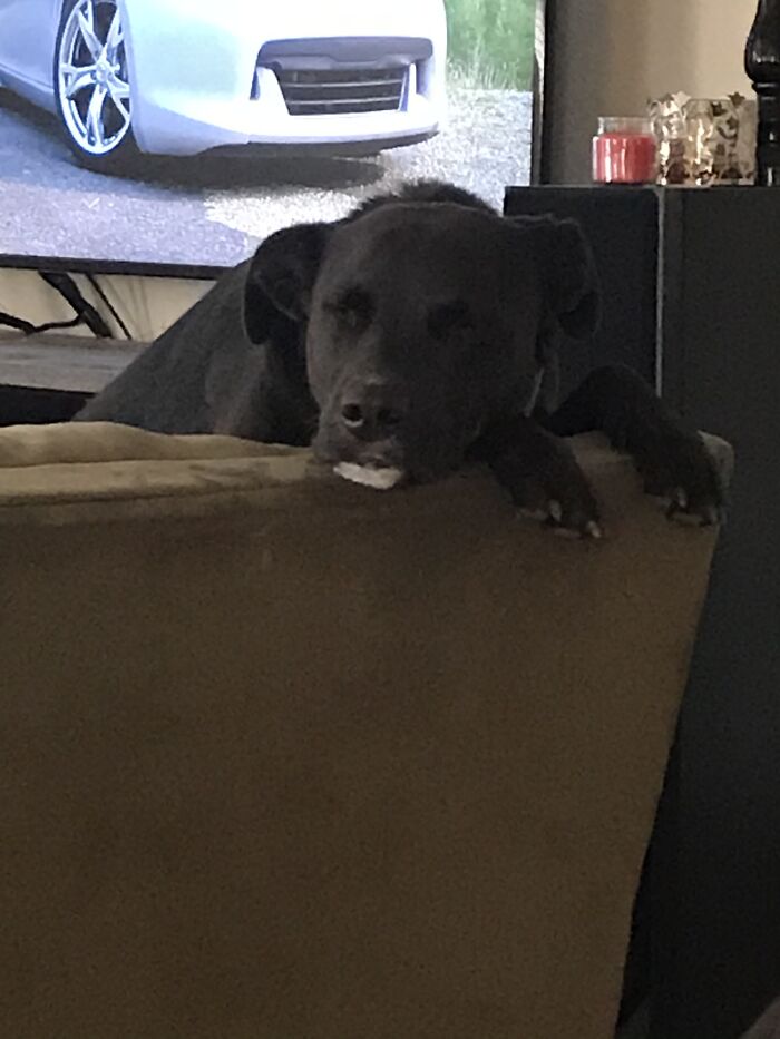 Hey Pandas, Capture A Picture Of Your Pet Sleeping (Closed) Hey Pandas, Capture A Picture Of Your Pet Sleeping (Closed)