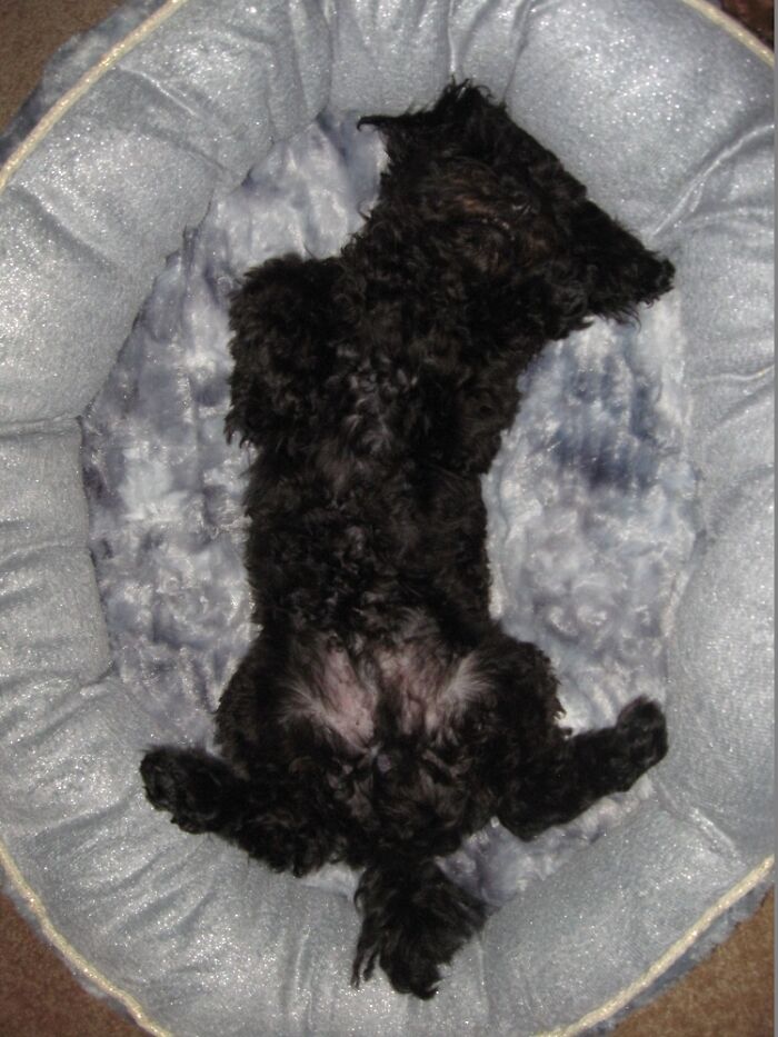 Hey Pandas, Capture A Picture Of Your Pet Sleeping (Closed) Hey Pandas, Capture A Picture Of Your Pet Sleeping (Closed)