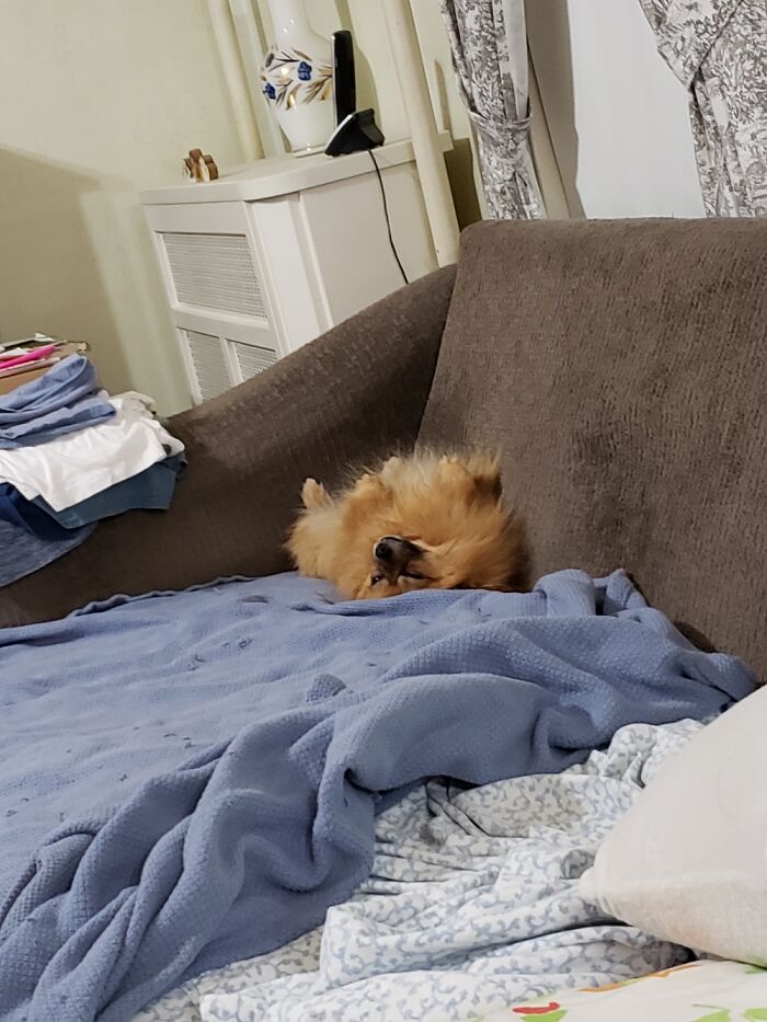 Hey Pandas, Capture A Picture Of Your Pet Sleeping (Closed) Hey Pandas, Capture A Picture Of Your Pet Sleeping (Closed)