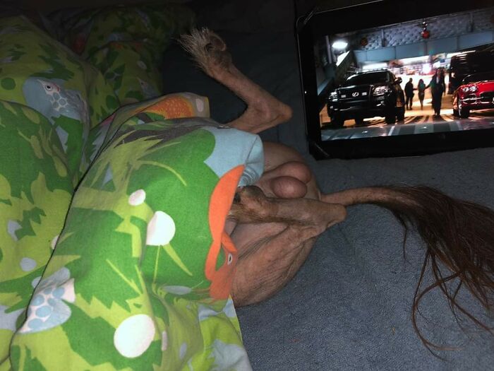 Hey Pandas, Capture A Picture Of Your Pet Sleeping (Closed) Hey Pandas, Capture A Picture Of Your Pet Sleeping (Closed)