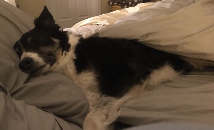 Hey Pandas, Capture A Picture Of Your Pet Sleeping (Closed) Hey Pandas, Capture A Picture Of Your Pet Sleeping (Closed)