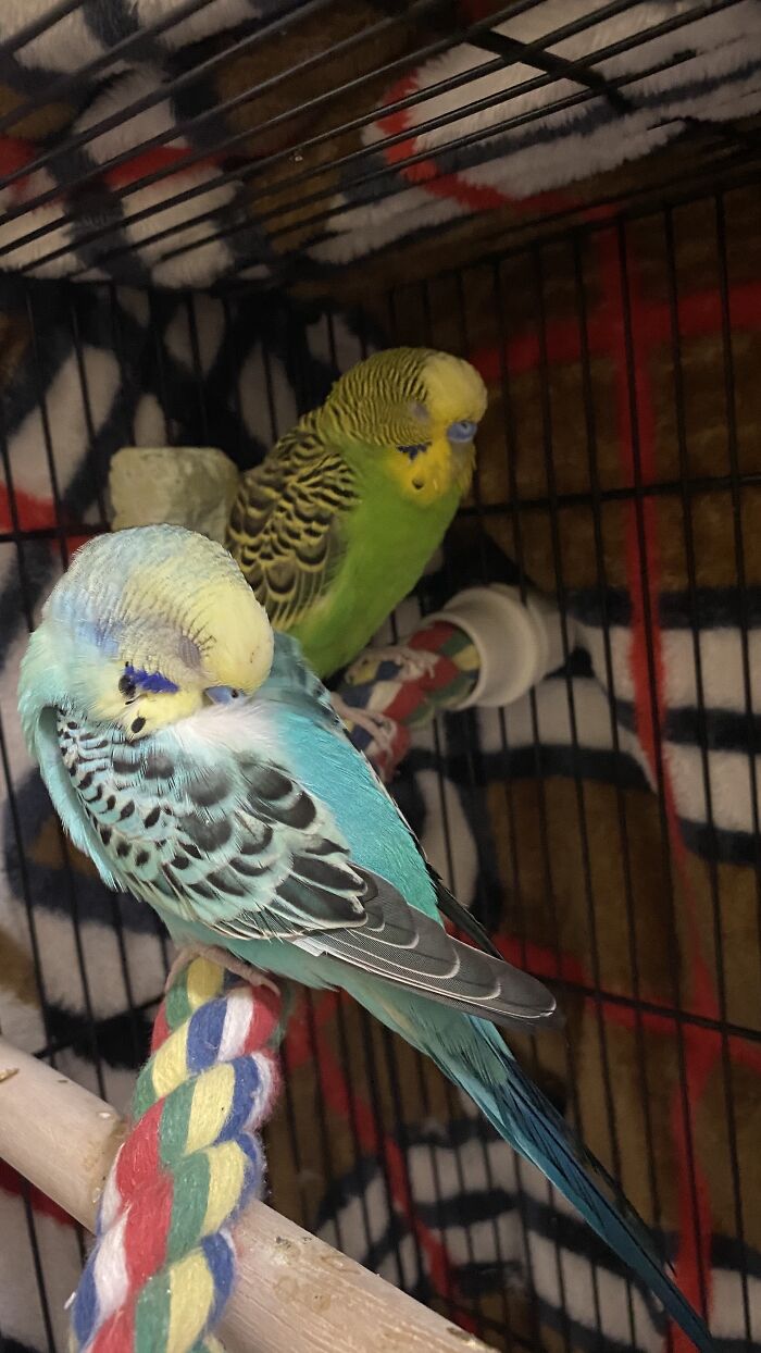 Hey Pandas, Capture A Picture Of Your Pet Sleeping (Closed) Hey Pandas, Capture A Picture Of Your Pet Sleeping (Closed)