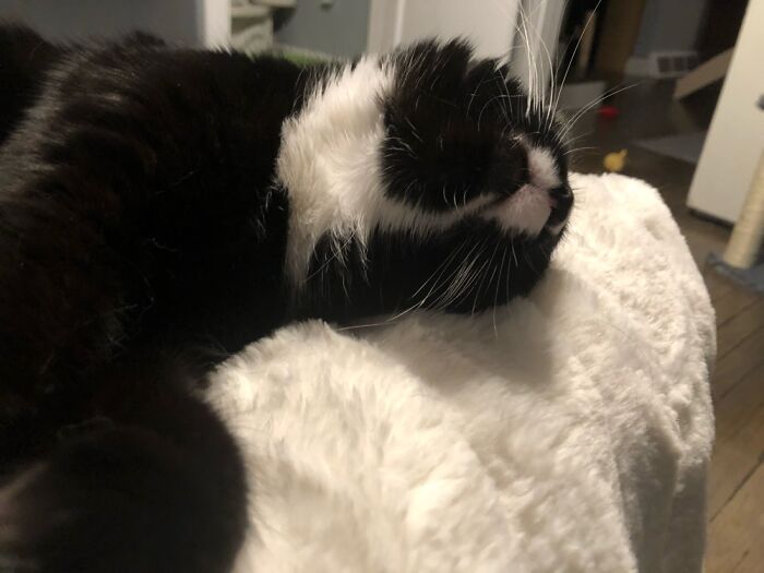 Hey Pandas, Capture A Picture Of Your Pet Sleeping (Closed) Hey Pandas, Capture A Picture Of Your Pet Sleeping (Closed)