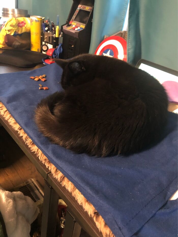 Hey Pandas, Capture A Picture Of Your Pet Sleeping (Closed) Hey Pandas, Capture A Picture Of Your Pet Sleeping (Closed)