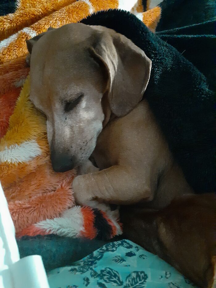 Hey Pandas, Capture A Picture Of Your Pet Sleeping (Closed) Hey Pandas, Capture A Picture Of Your Pet Sleeping (Closed)